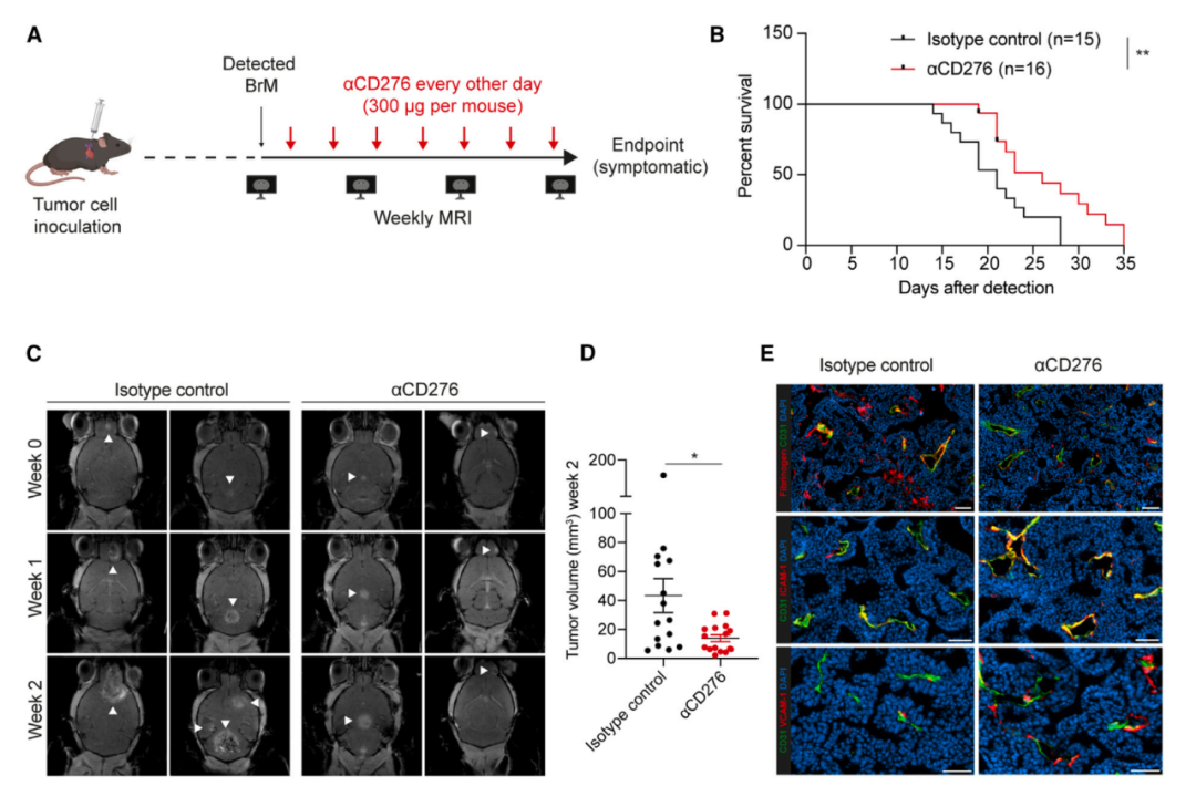 Cancer Cell:腦轉移癌癥治療新靶點——CD276 Cancer Cell:腦轉移癌癥治療新靶點——CD276