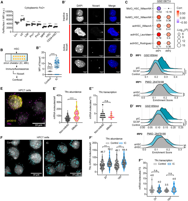 Cell Stem Cell:鐵流變器控制造血干細胞的命運 Cell Stem Cell:鐵流變器控制造血干細胞的命運