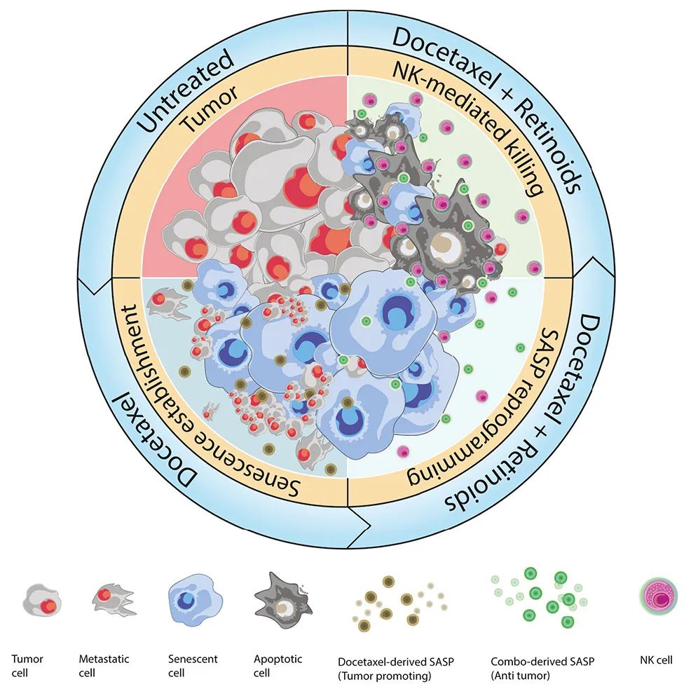Cancer Cell:激活維A酸受體,可重編程衰老反應(yīng),增強(qiáng)NK細(xì)胞抗腫瘤活性 Cancer Cell:激活維A酸受體,可重編程衰老反應(yīng),增強(qiáng)NK細(xì)胞抗腫瘤活性